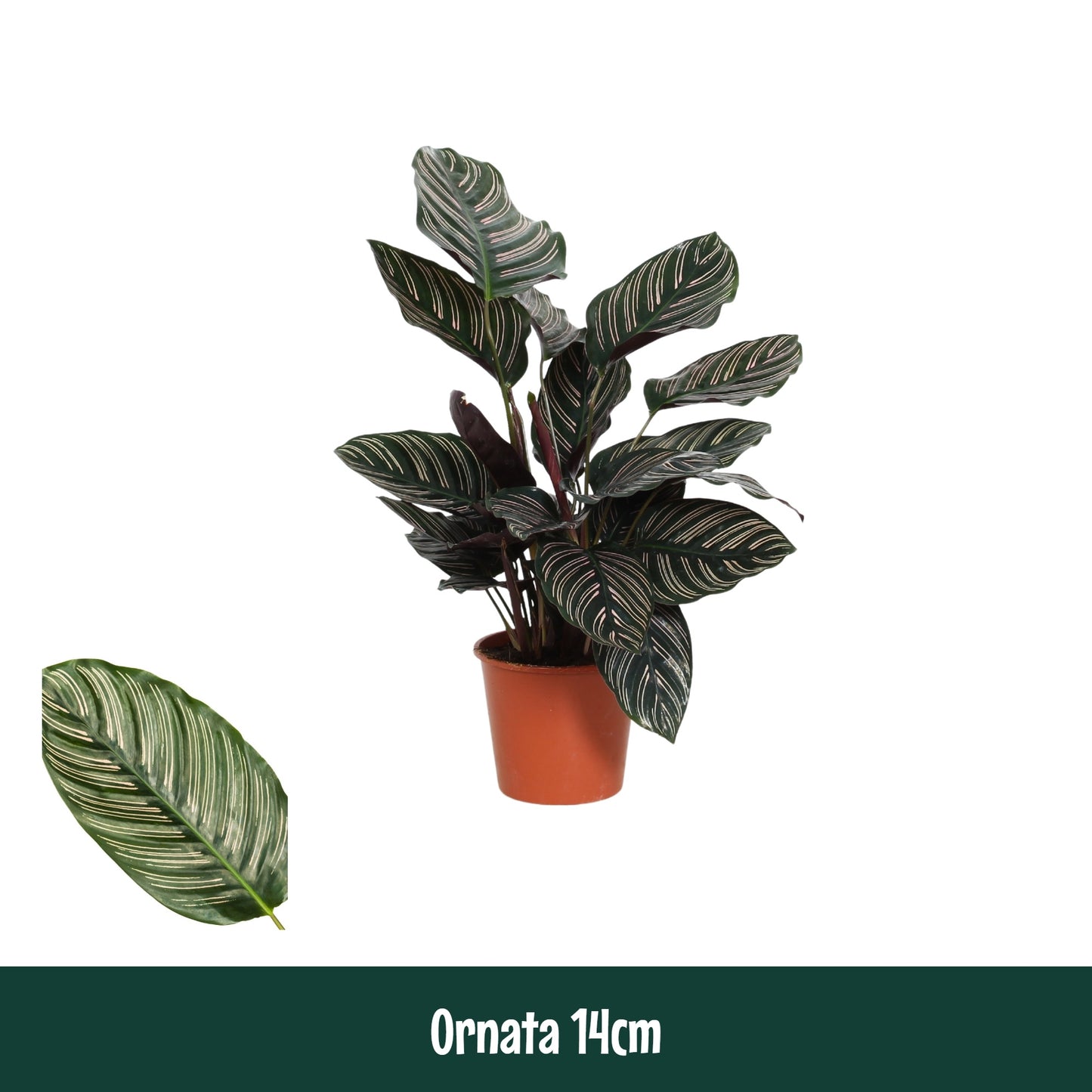 Calathea sanderiana 45cm 14cm Pot