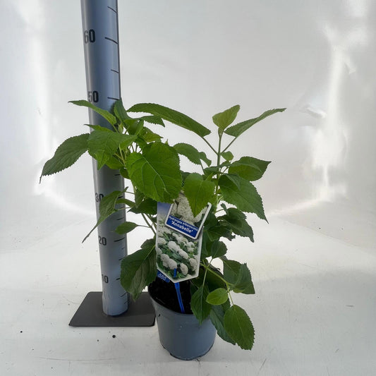 Hydrangea Annabelle 25cm 17cm Pot