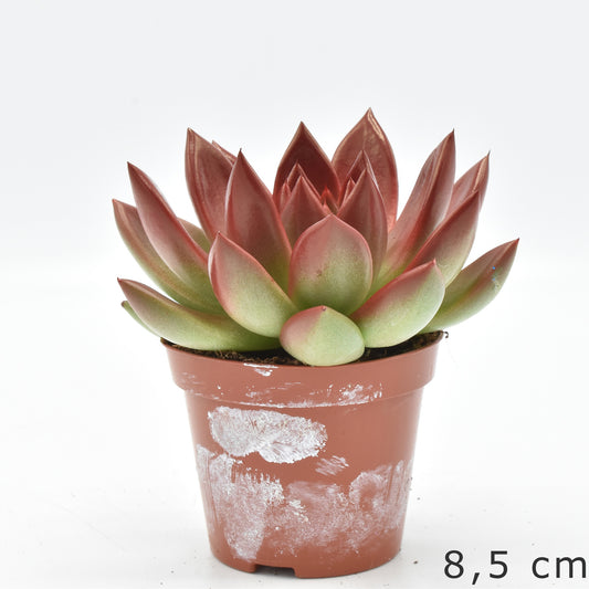 Echeveria Miranda 13cm 10.5cm Pot