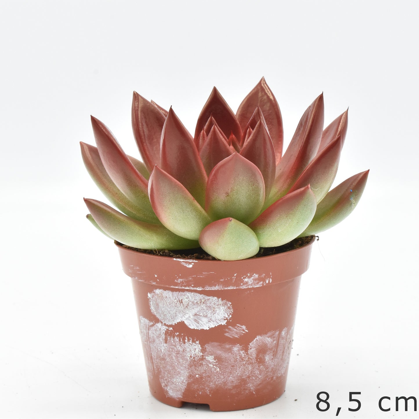 Echeveria Miranda 13cm 10.5cm Pot