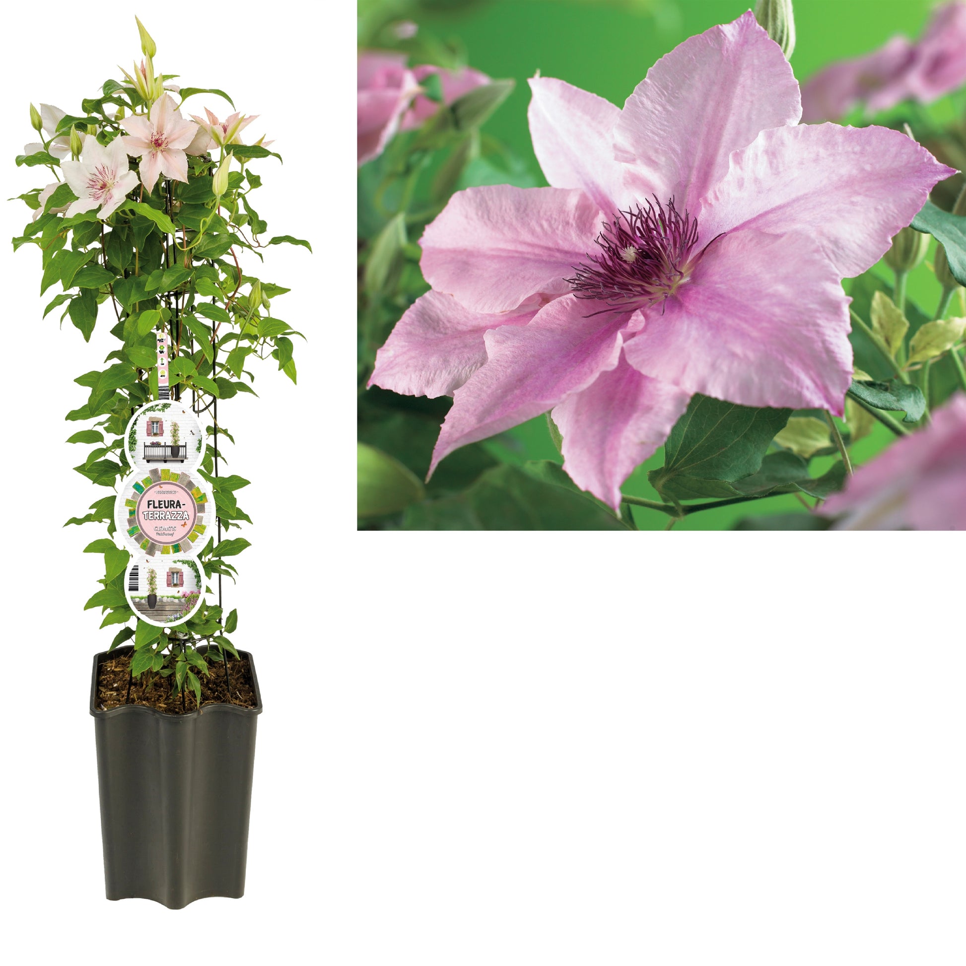 Clematis Pink Fantasy 75cm 19cm Pot