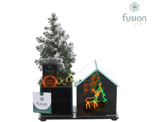 Glas kerststal Huis LED planter met Chamaecyparis 29cm 20cm Pot