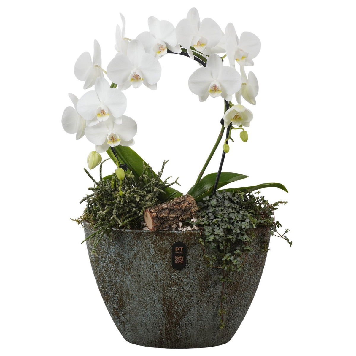 Indoor arrangement 59cm 33cm Pot