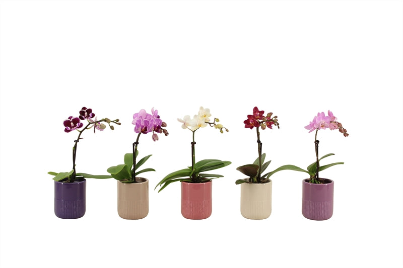 Phalaenopsis hybrid 17cm 6cm Pot
