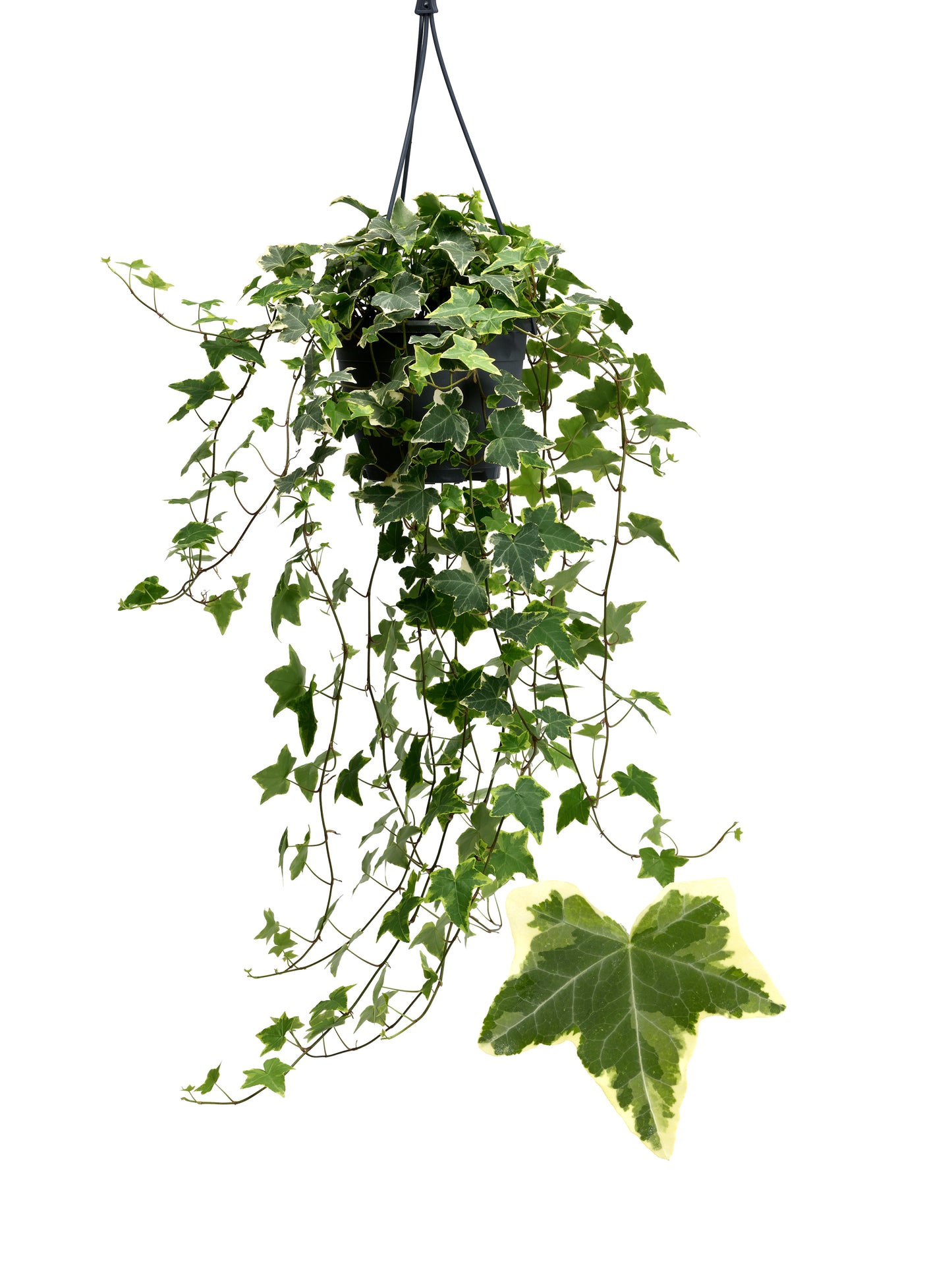 Berg Hedera Hedera helix Goldchild Pack of 4