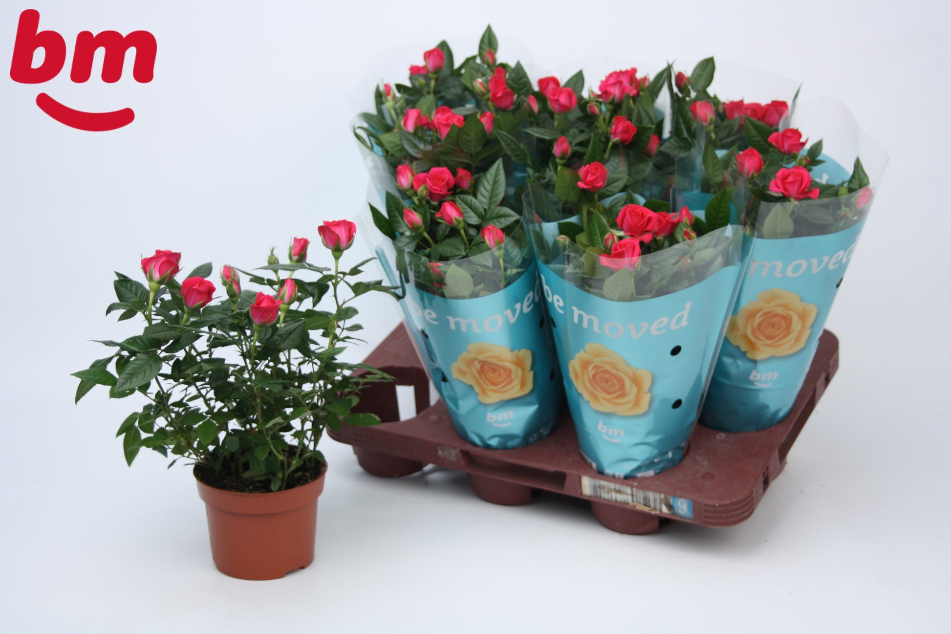 BM Roses Rosa Jewel Purple Pack of 12