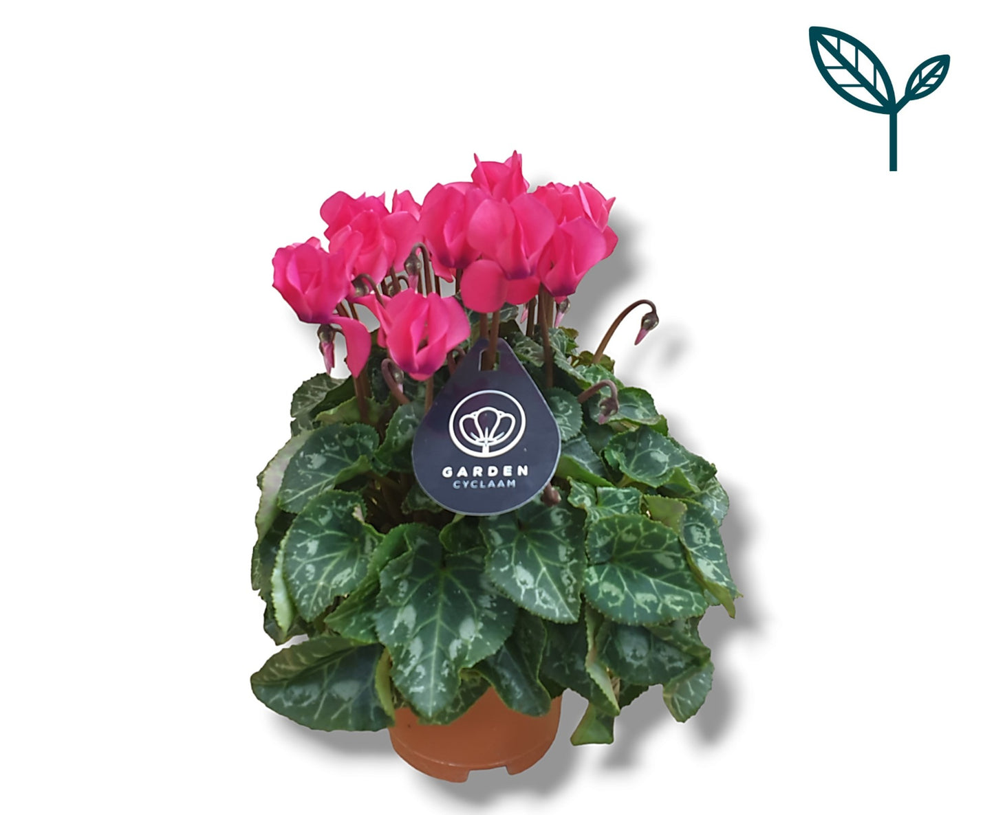 Bergcamp, kwekerij Cyclamen Garden pink Pack of 8