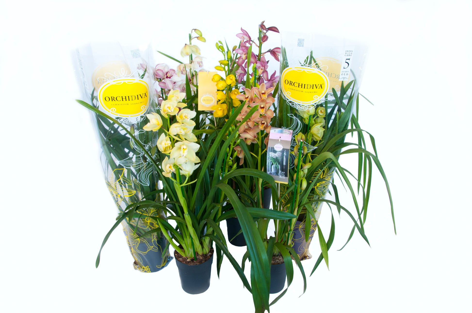 Orchidiva Cymbidium Piccobello mix Pack of 8