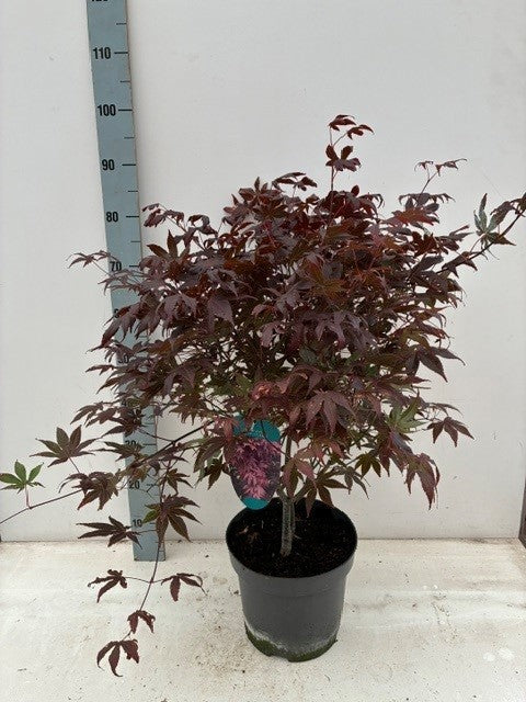 Acer Atropurpureum 90cm 26cm Pot