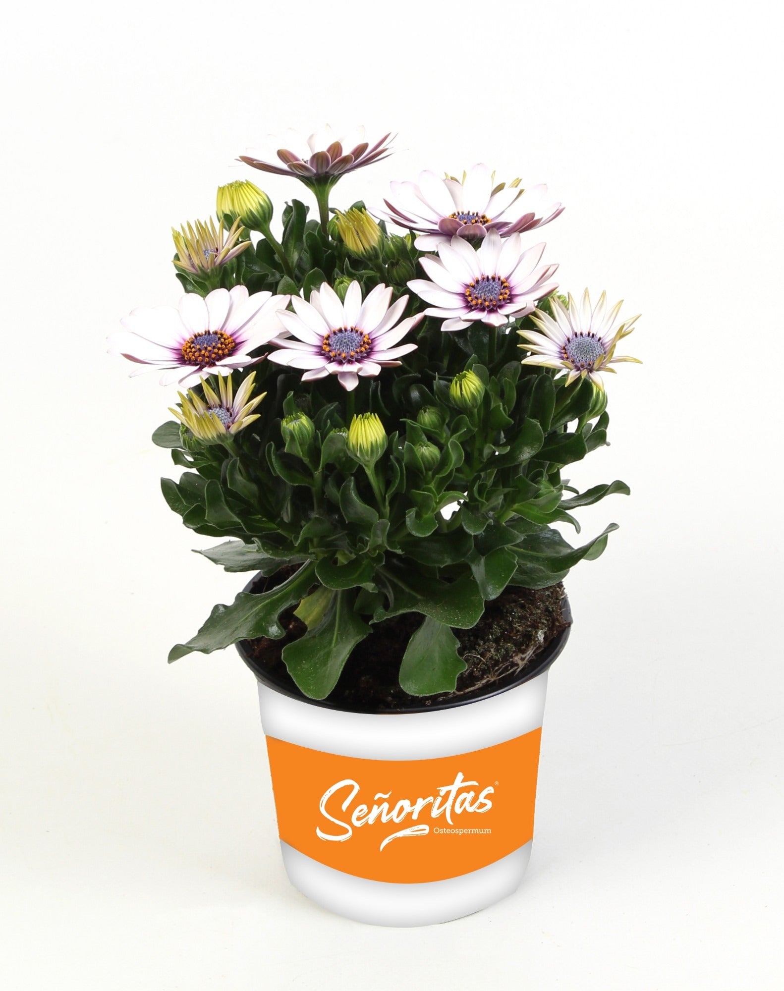 Osteospermum Senorita Blanca 20cm 510cm Pot