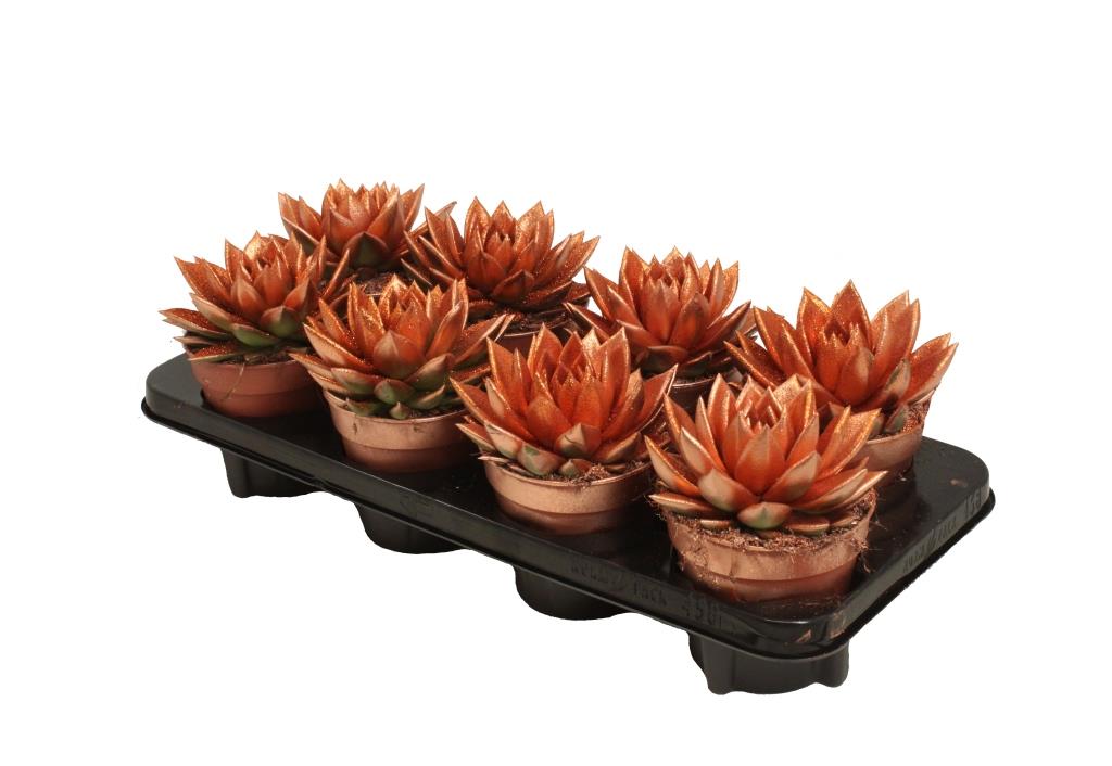 Echeveria Brown Rose 15cm 12cm Pot