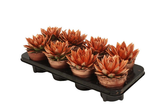 Echeveria Brown Rose 15cm 12cm Pot