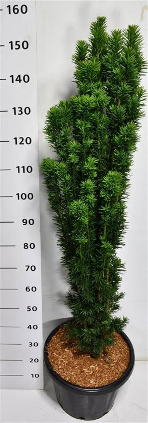 Taxus Fastigiata Robusta 160cm 38cm Pot