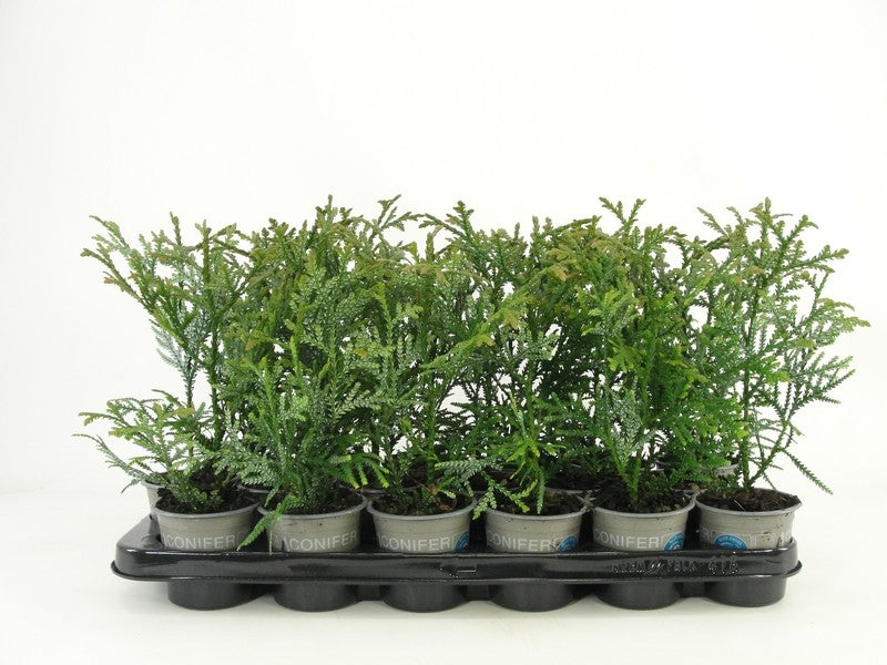 Thujopsis dolabrata 20cm 9cm Pot