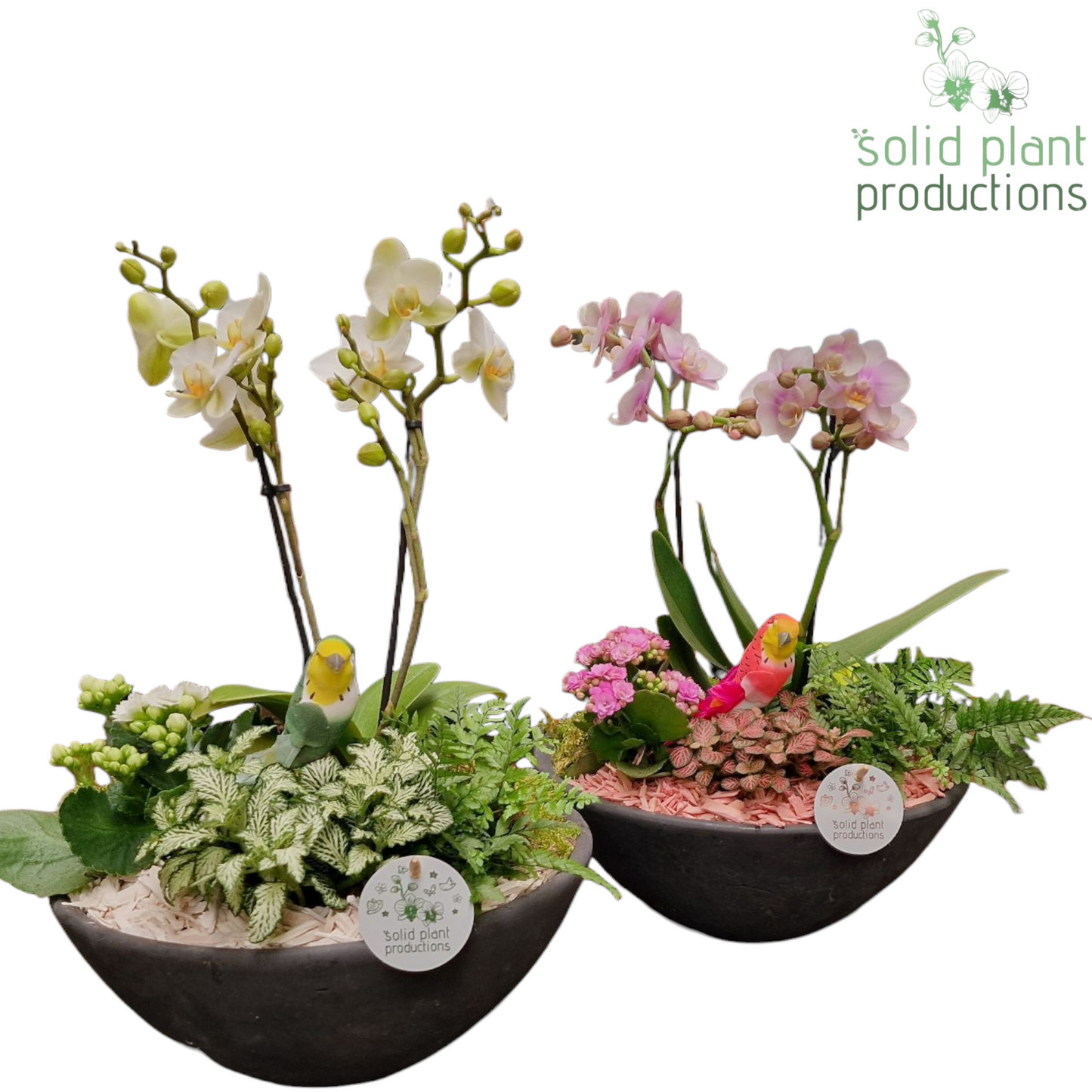 PH011 Ebbi Medium White/Pink 45cm 27cm Pot
