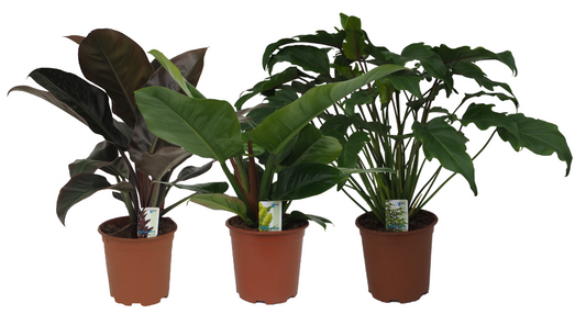 Foliage houseplants mix 55cm 19cm Pot