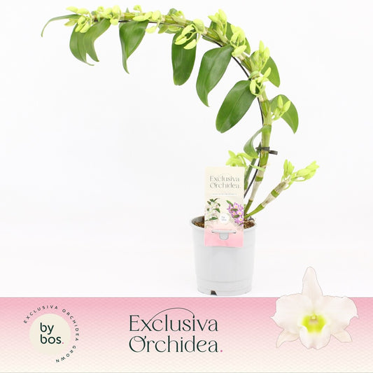 Dendrobium Apollon boomerang 40cm 12cm Pot