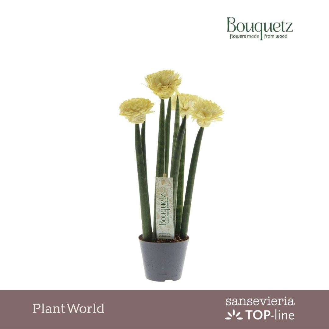 Sansevieria cylindrica 35cm 8.5cm Pot