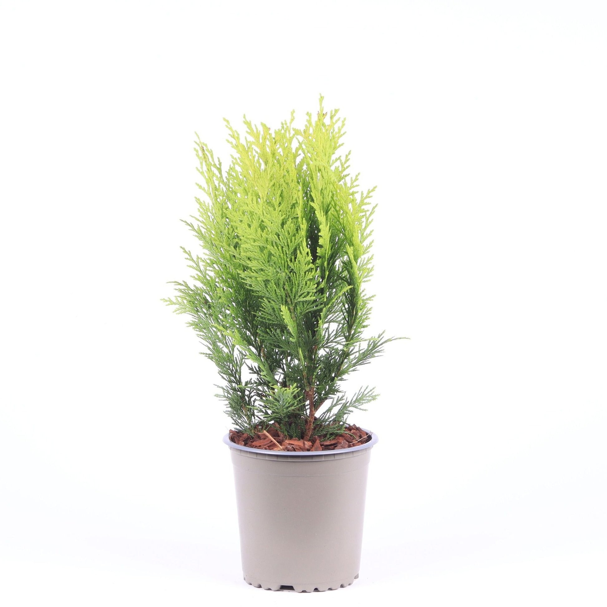 Chamaecyparis Stardust 40cm 13cm Pot