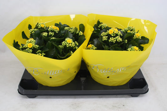 Kalanchoe Calandiva Piaff 27cm 23cm Pot