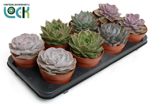 Lock, Handelskwekerij Echeveria mix Pack of 8