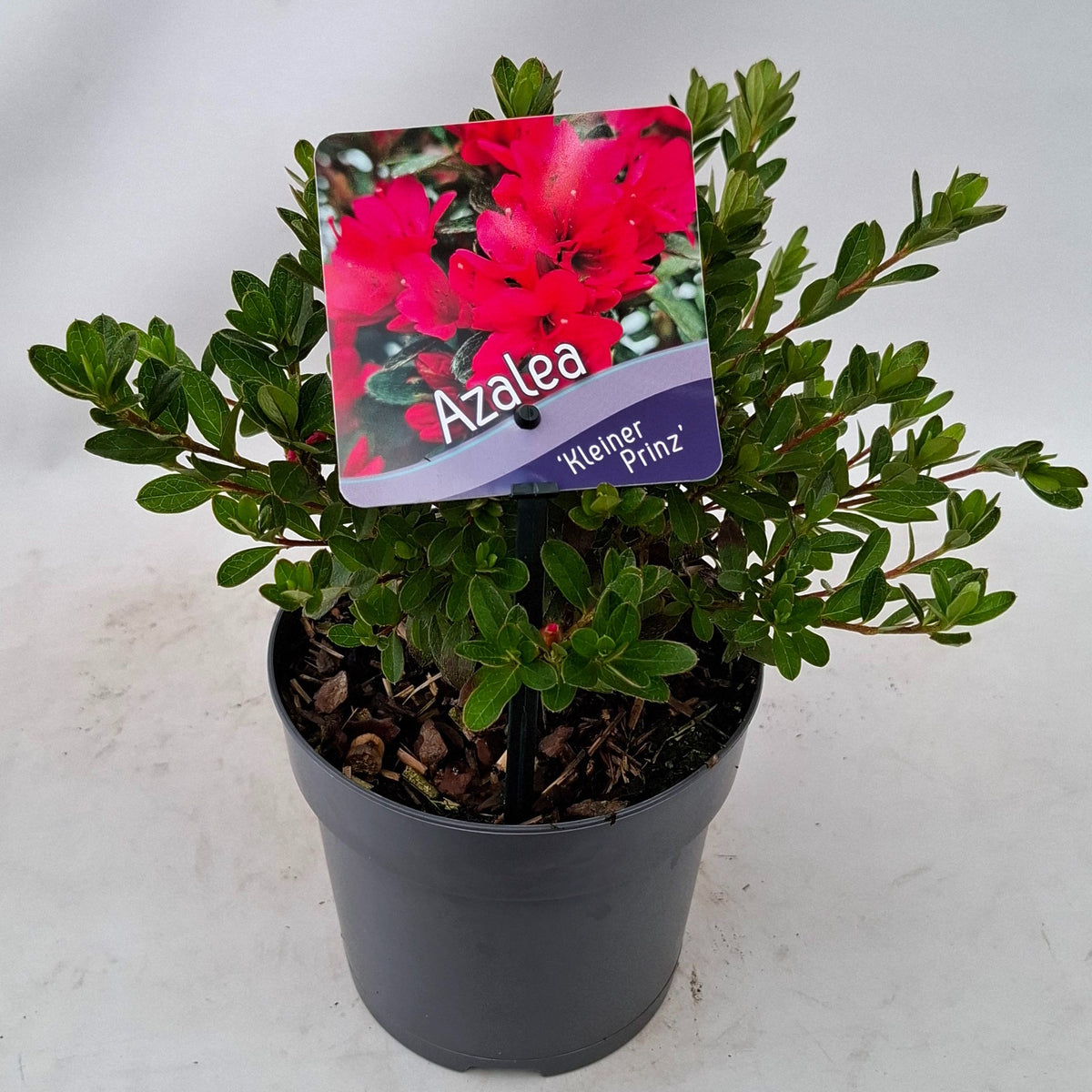 Rhododendron japonicum 15cm 13cm Pot