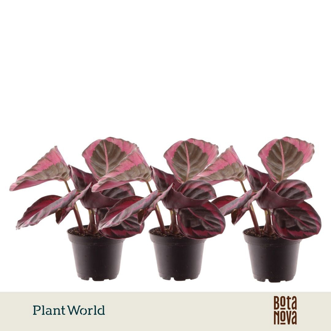 Plantworld Jogrow Calathea Princess Jesse Pack of 16