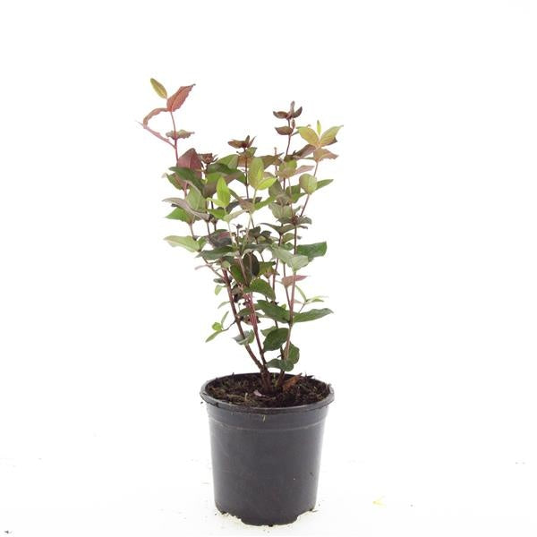 Boer, W.T.M. de Hypericum ino. Magical Black Pack of 8