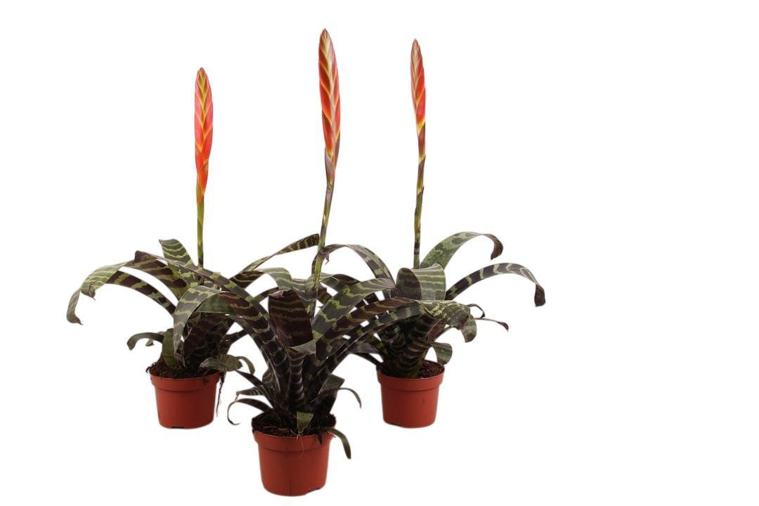 Vriesea Era 65cm 12cm Pot