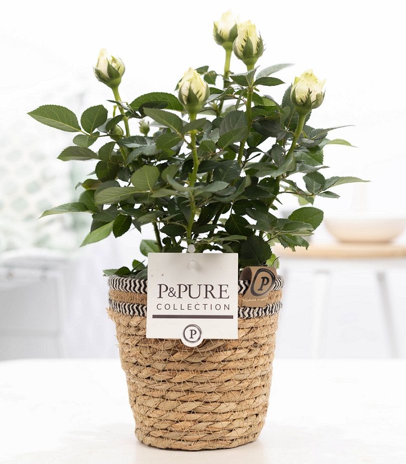 Rosa Beau Monde white 28cm 12cm Pot