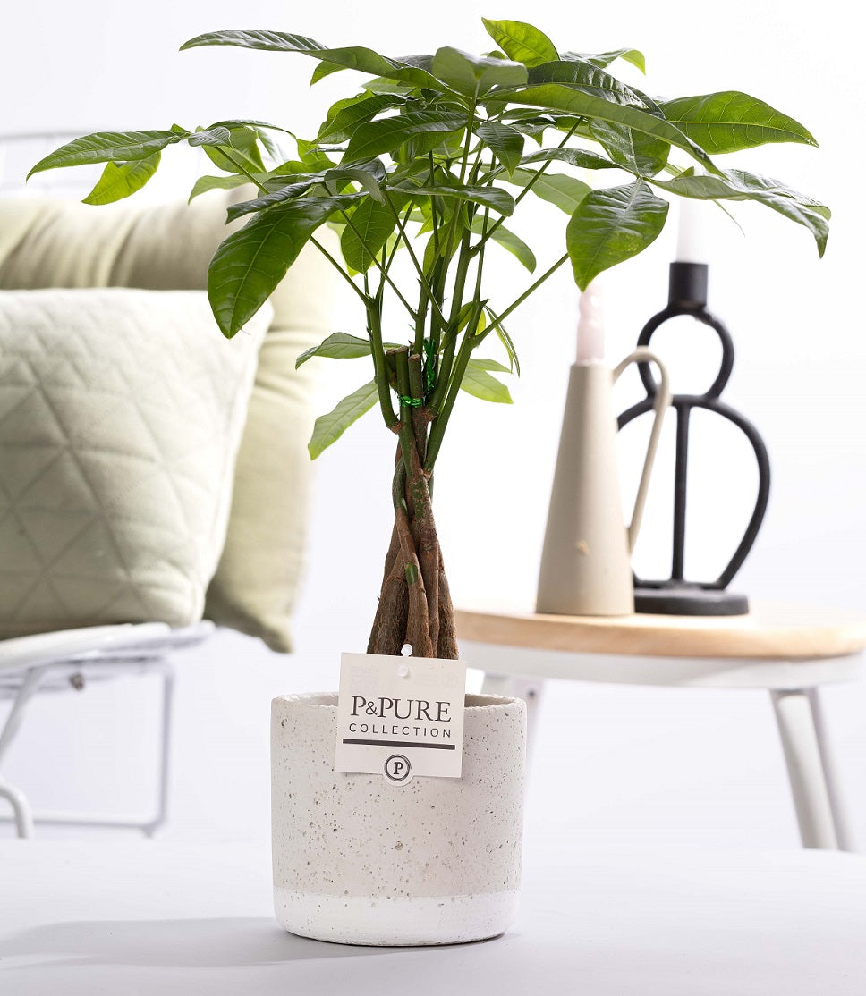 Pachira aquatica 45cm 12cm Pot