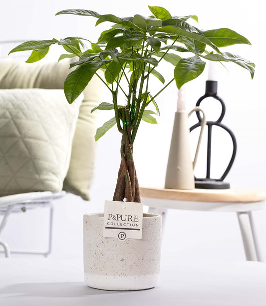 Pachira aquatica 45cm 12cm Pot