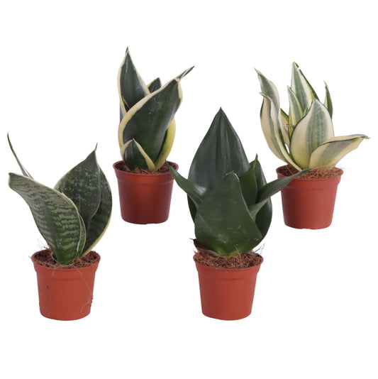 Sansevieria trifasciata 20cm 6cm Pot