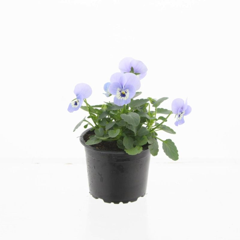 Viola Callisto Marina 15cm 9cm Pot