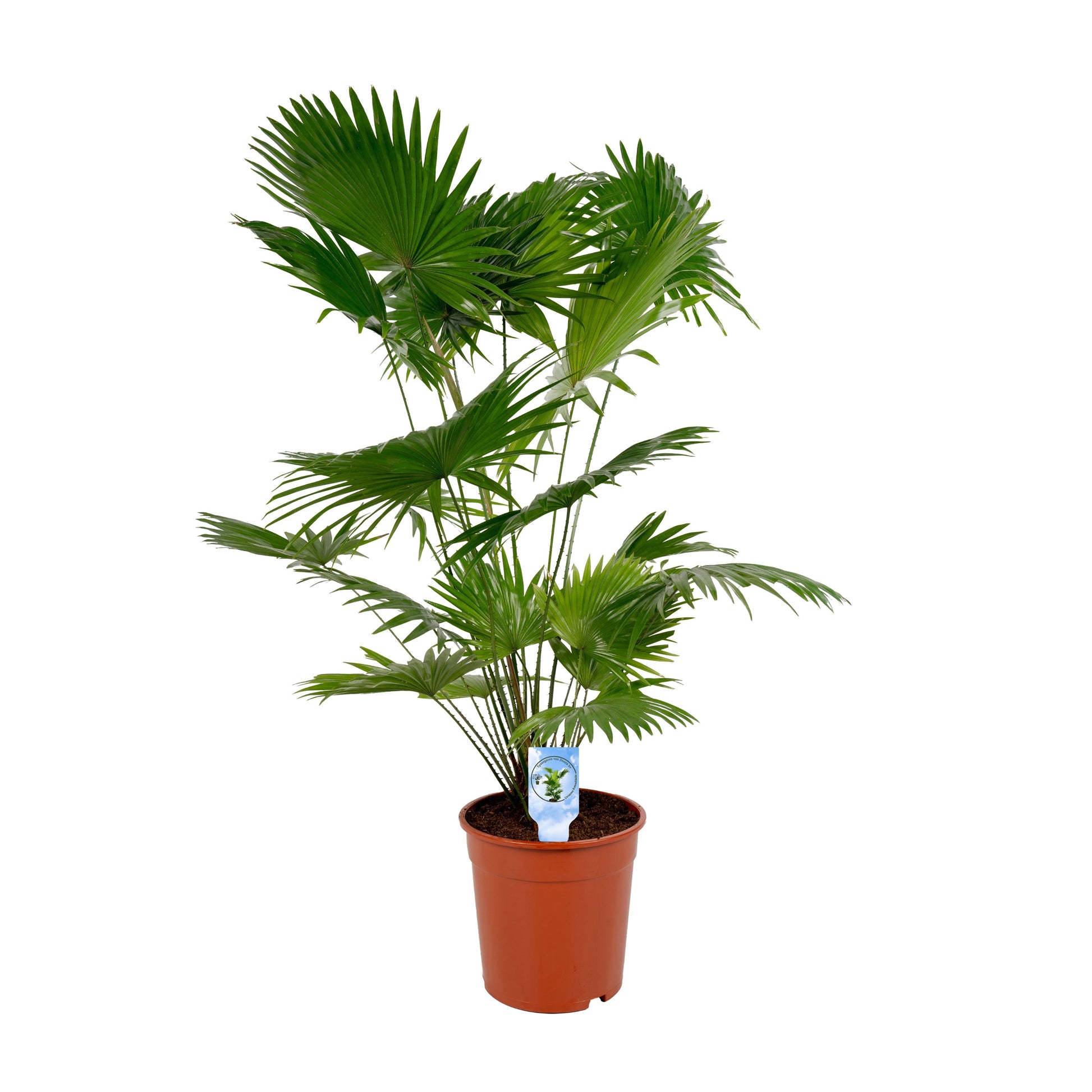 Livistona rotundifolia 110cm 24cm Pot