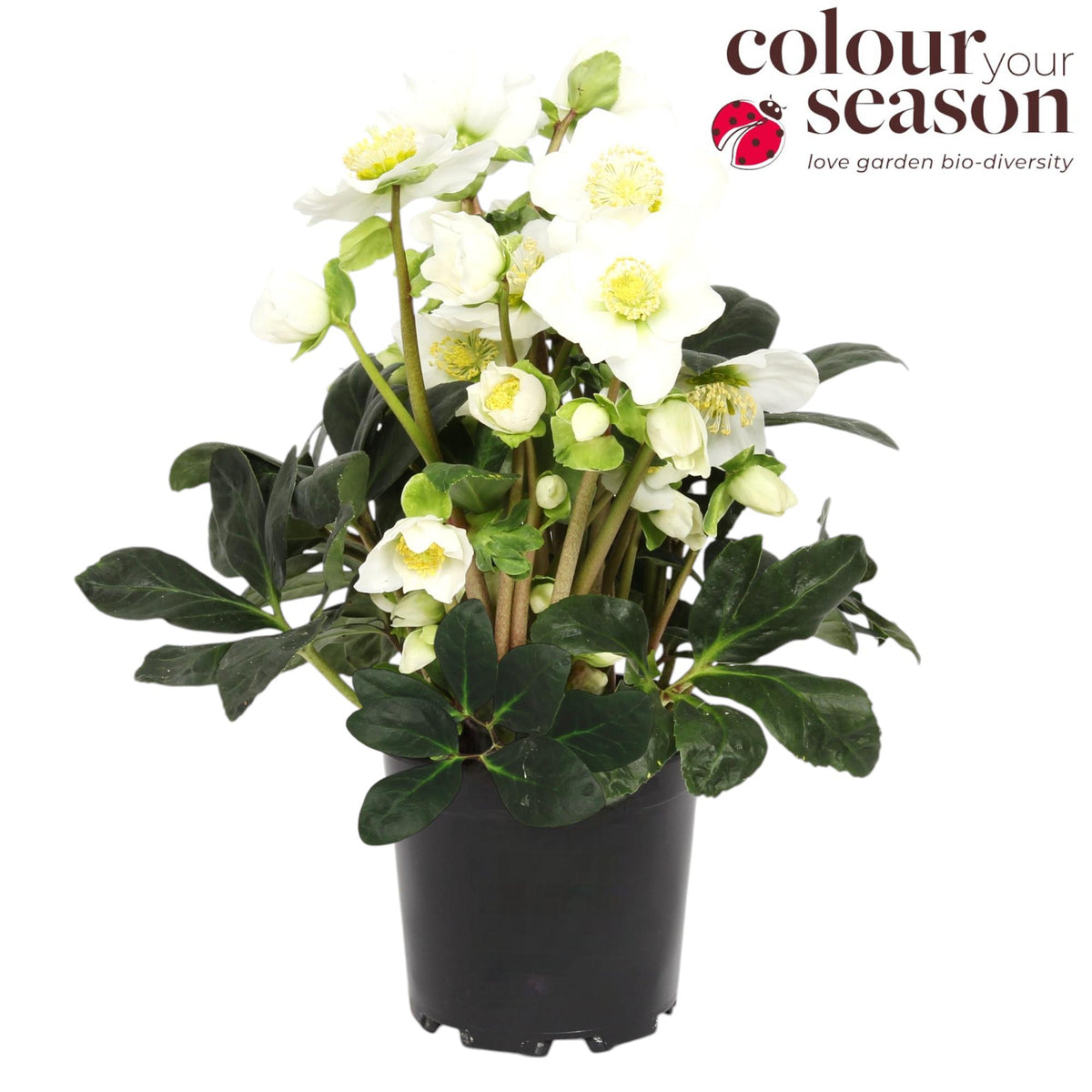 Helleborus nig. Advent Star 30cm 13cm Pot