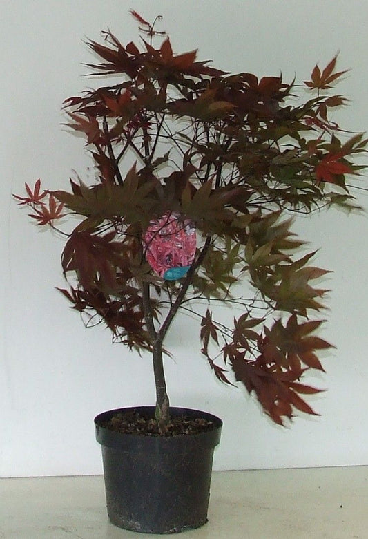 Acer Red Emperor 70cm 23cm Pot