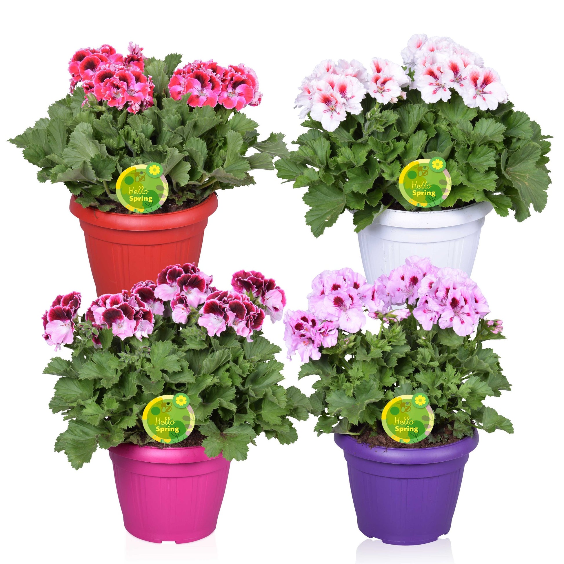 Pelargonium grandiflorum 30cm 22cm Pot