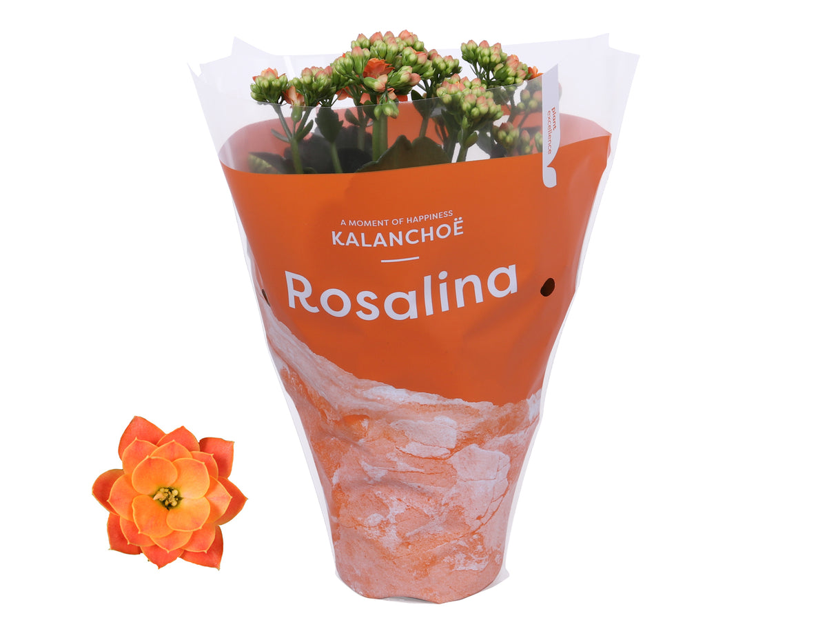 Kalanchoe Rosalina Don Pedro 27cm 12cm Pot