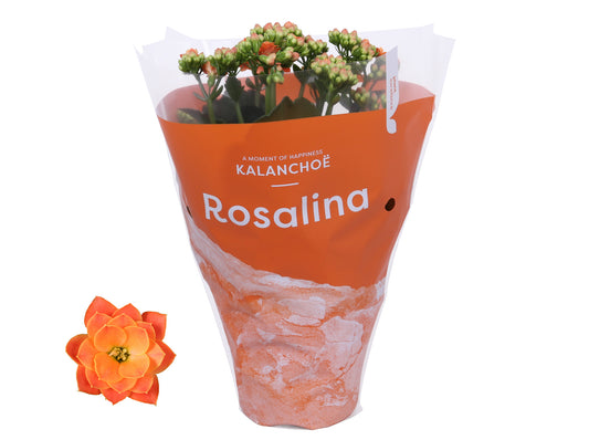 Kalanchoe Rosalina Don Pedro 27cm 12cm Pot
