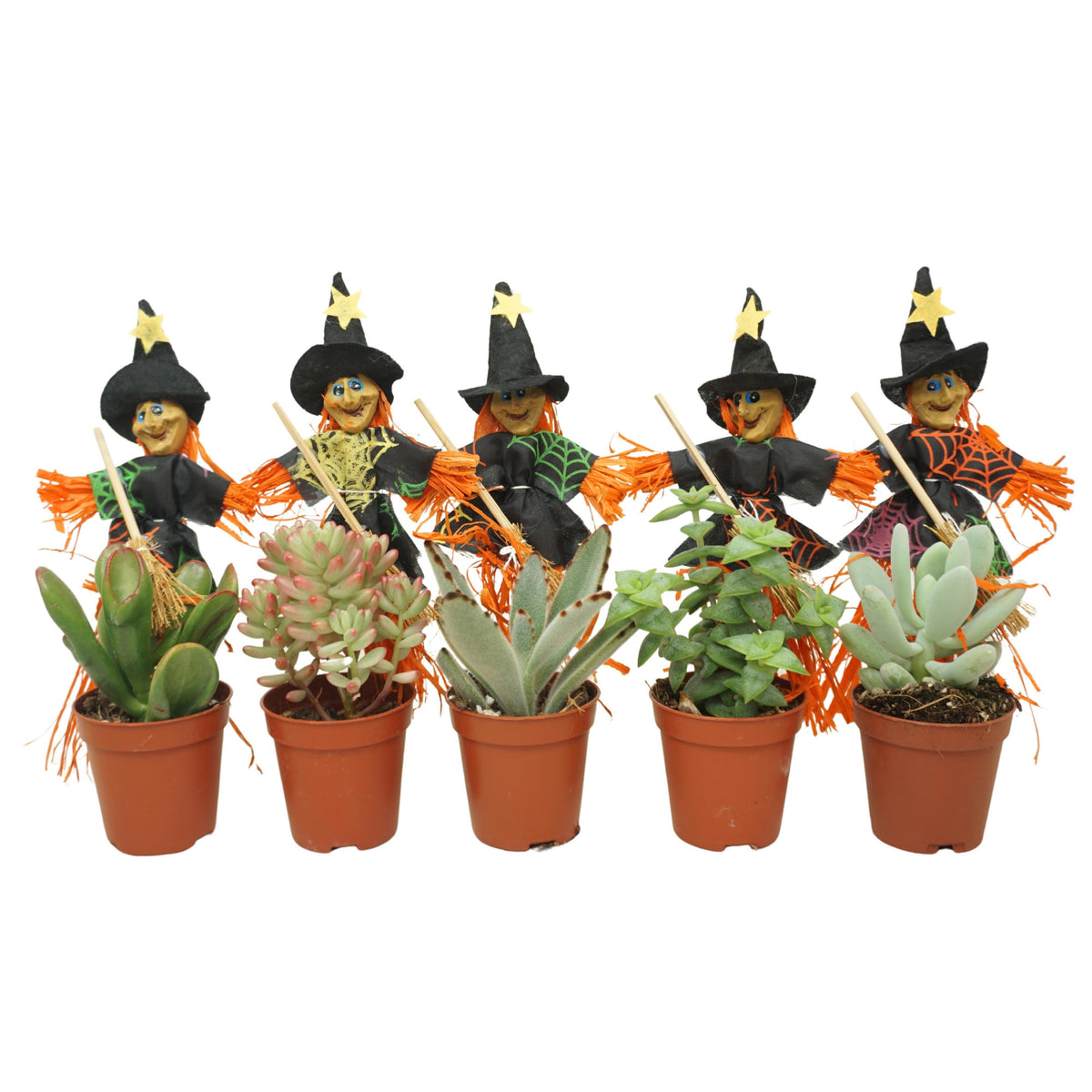 Succulent mix 10cm 5.5cm Pot