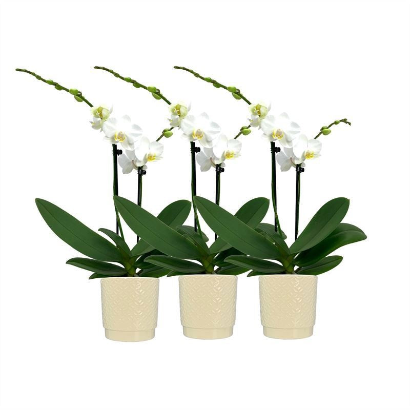 Phalaenopsis multiflora white 35cm 9cm Pot