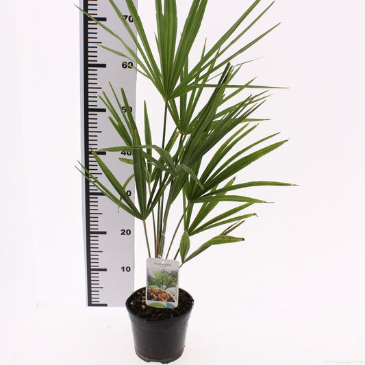 Trachycarpus fortunei 70cm 19cm Pot