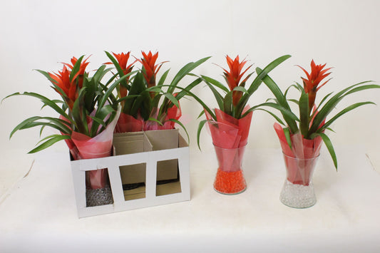 Guzmania Ostara 45cm 14cm Pot
