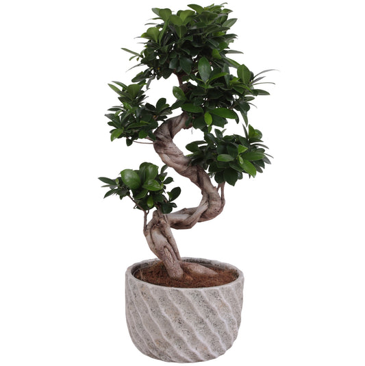 Ficus Ginseng 55cm 23cm Pot