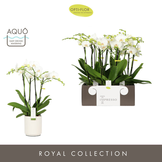 Phalaenopsis Impresso white 60cm 15cm Pot