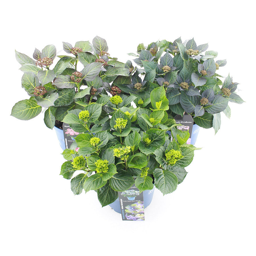 Hydrangea Royalty Collection mix 45cm 23cm Pot