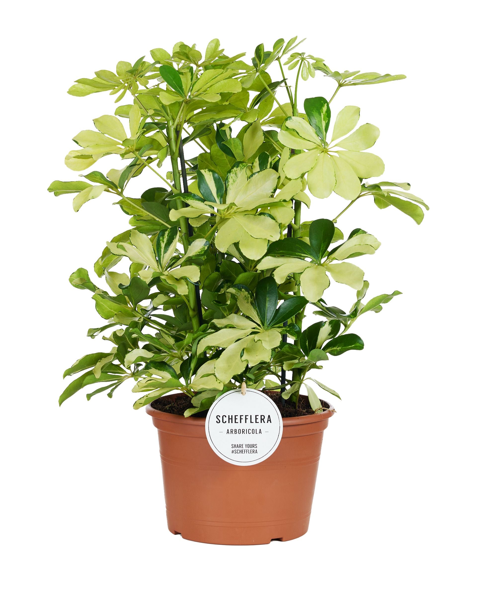 Schefflera arb. Melanie 50cm 21cm Pot