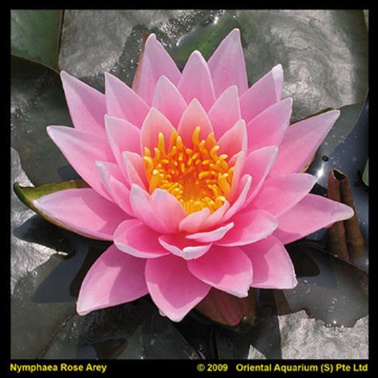 Nymphaea Rose Arey 30cm 11cm Pot