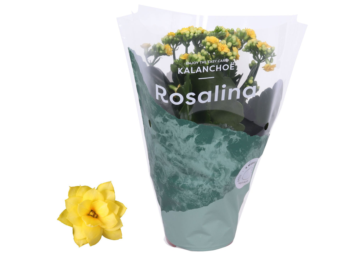 Kalanchoe Roselina Don Amarillo 27cm 12cm Pot